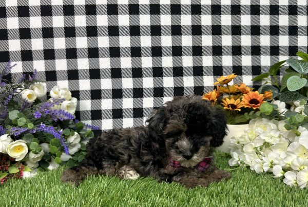 Annie The Maltipoo - Image 5