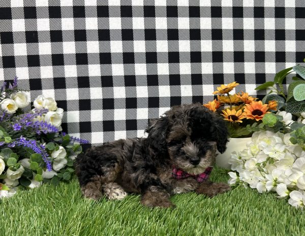 Annie The Maltipoo - Image 7