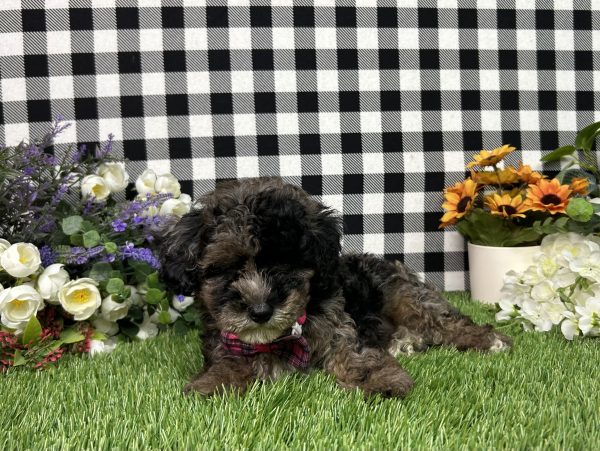 Annie The Maltipoo - Image 6