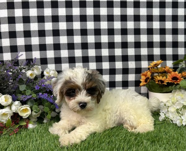 Ruger The Maltipoo - Image 5
