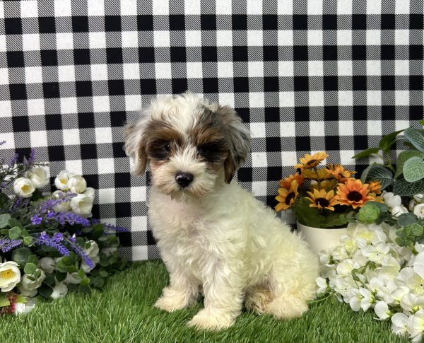 Ruger The Maltipoo - Image 4