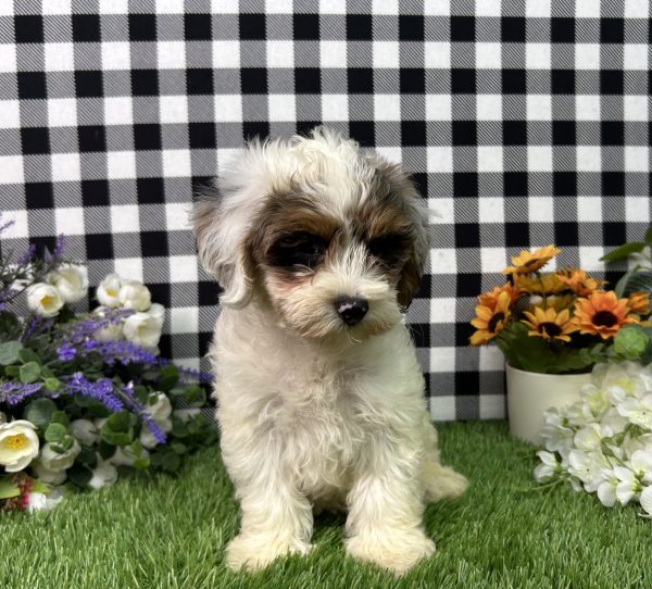 Ruger The Maltipoo - Image 3