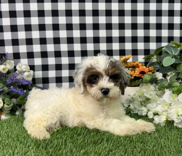 Ruger The Maltipoo - Image 2