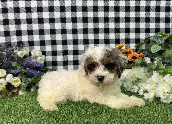 Ruger The Maltipoo