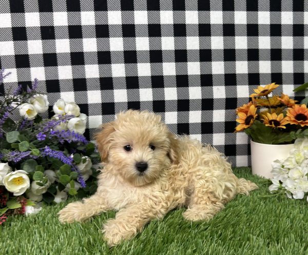 Cameron The Maltipoo - Image 7