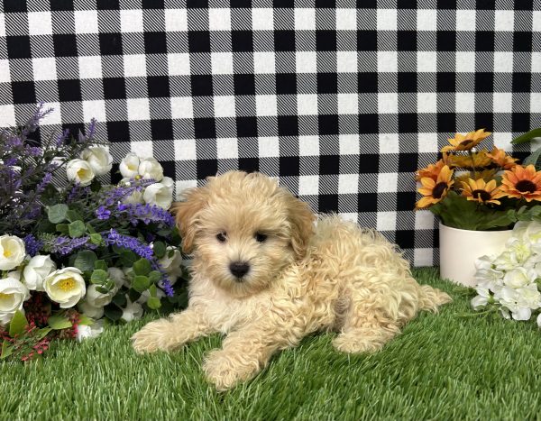 Cameron The Maltipoo - Image 5