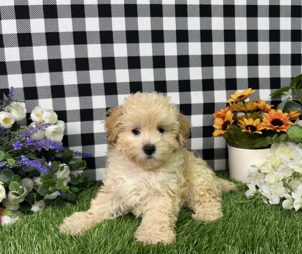 Cameron The Maltipoo