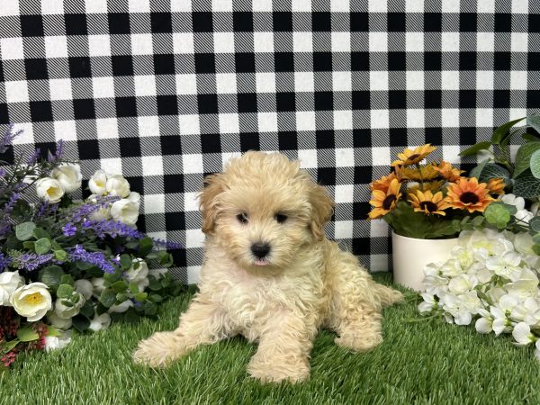 Cameron The Maltipoo - Image 6
