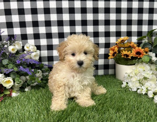 Cameron The Maltipoo - Image 4