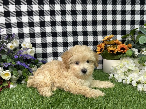 Cameron The Maltipoo - Image 3