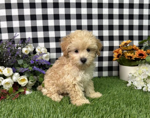 Cameron The Maltipoo - Image 2