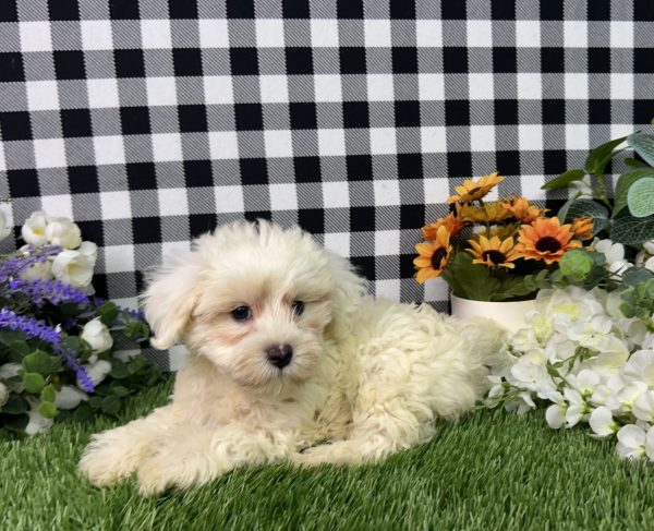 Nixon The Maltipoo - Image 4