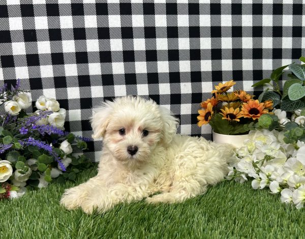 Nixon The Maltipoo