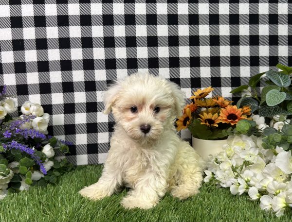 Nixon The Maltipoo - Image 2
