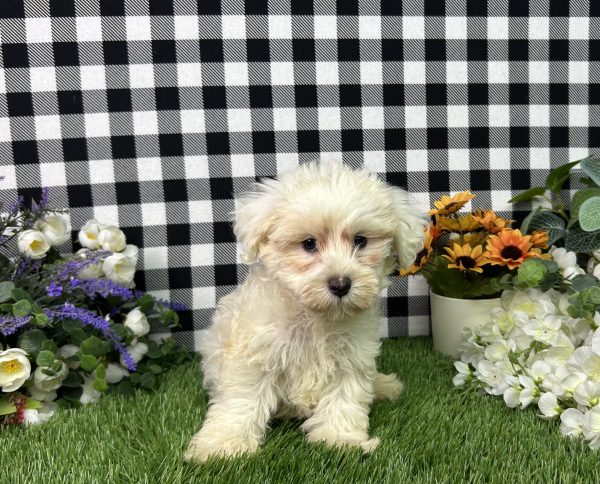 Nixon The Maltipoo - Image 3