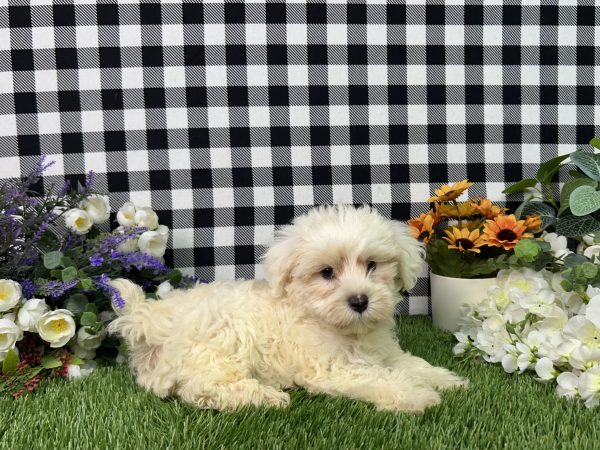 Nixon The Maltipoo - Image 6