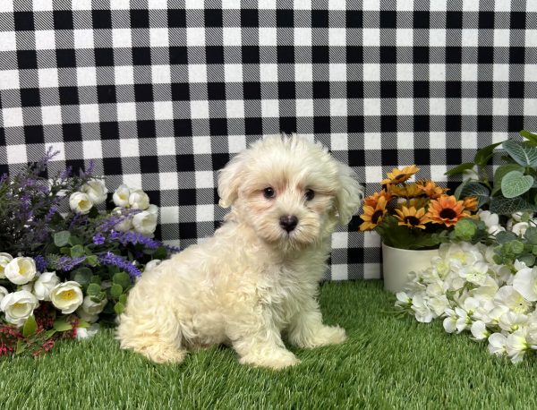 Nixon The Maltipoo - Image 5