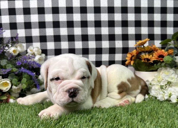 Brutus The Beabull - Image 3