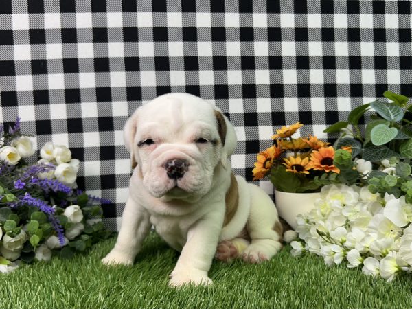 Brutus The Beabull
