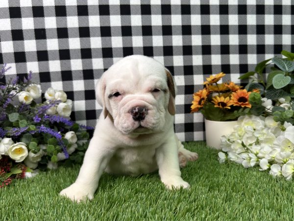 Brutus The Beabull - Image 2
