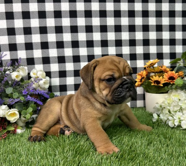Sophie The Beabull - Image 2