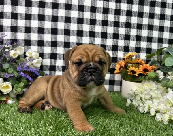 Sophie The Beabull