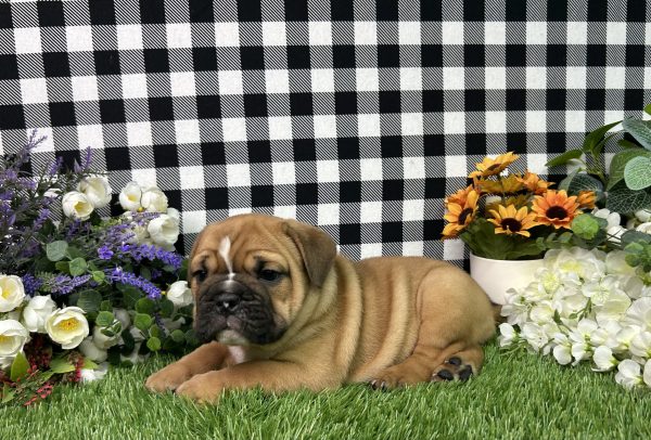 Kaylee The Beabull - Image 7
