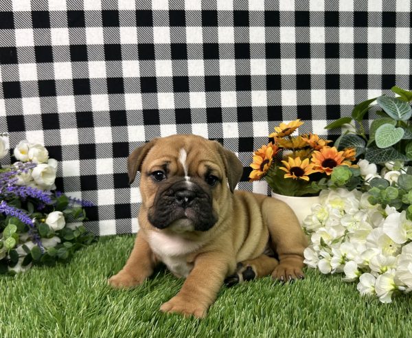 Kaylee The Beabull