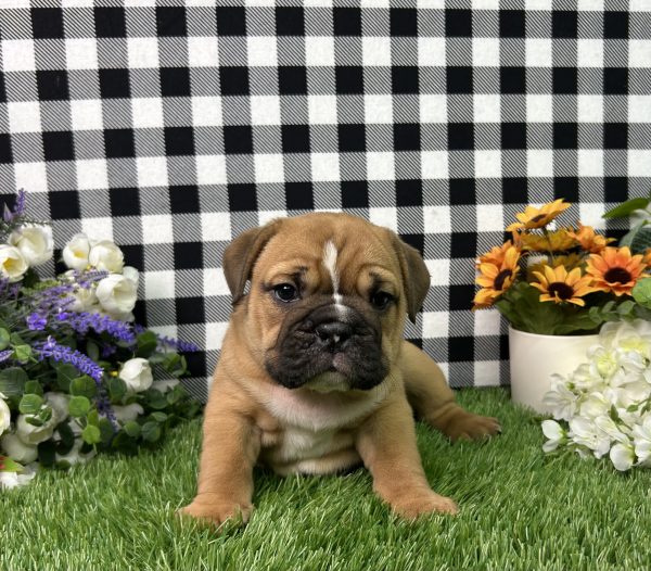 Sophie The Beabull - Image 6