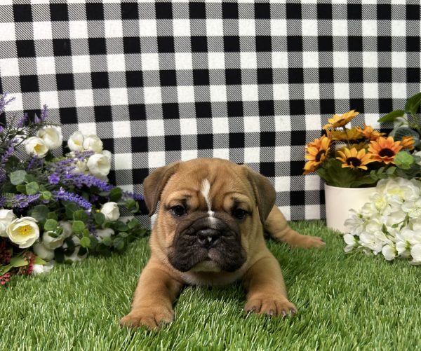 Kaylee The Beabull - Image 4