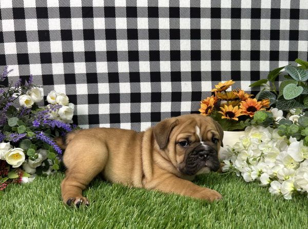 Sophie The Beabull - Image 8