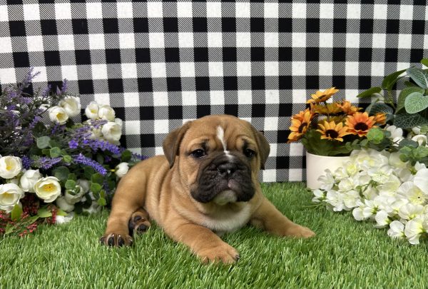 Kaylee The Beabull - Image 2
