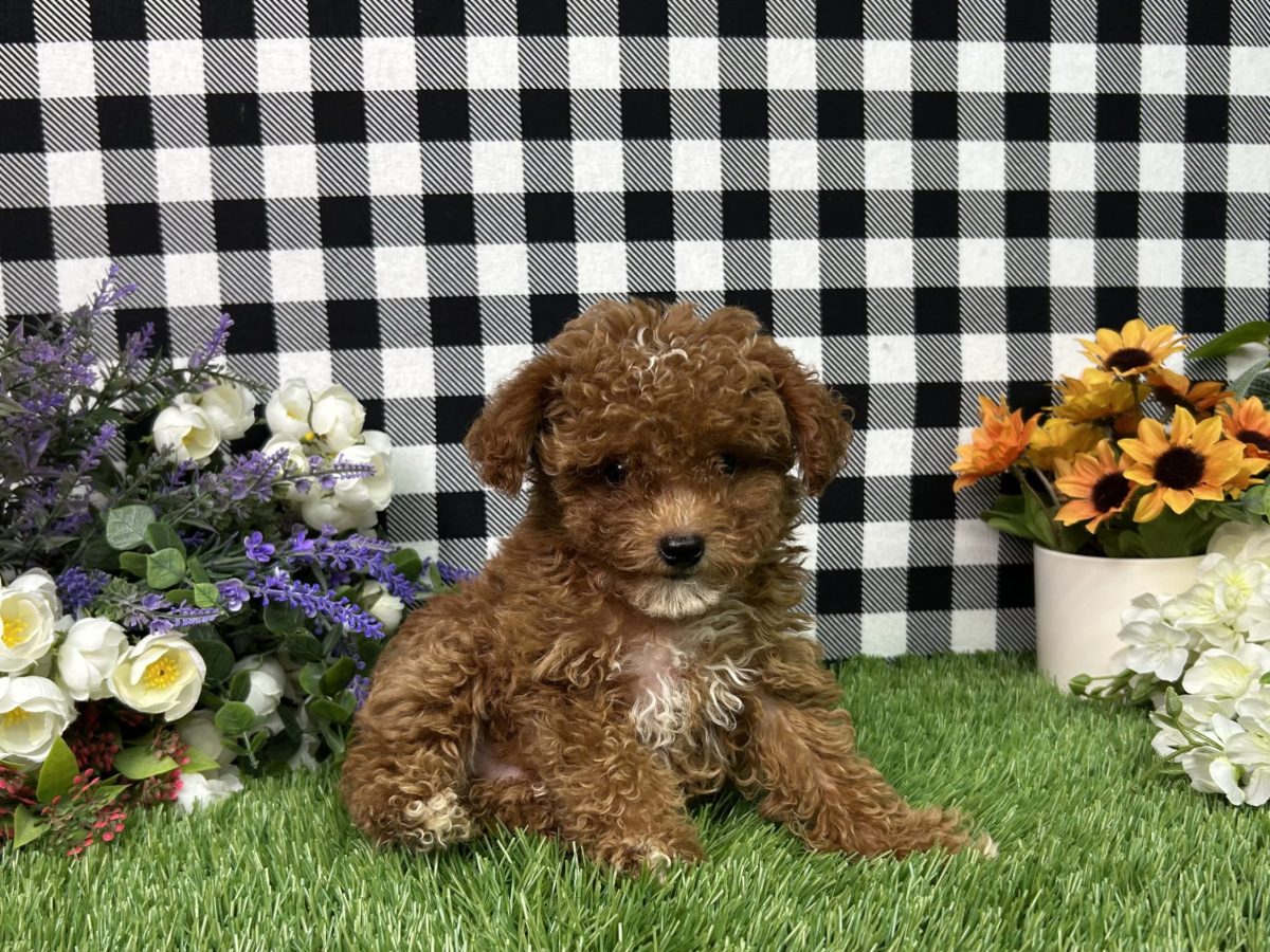 Toy Poodle Puppies Of Indiana - Technical View