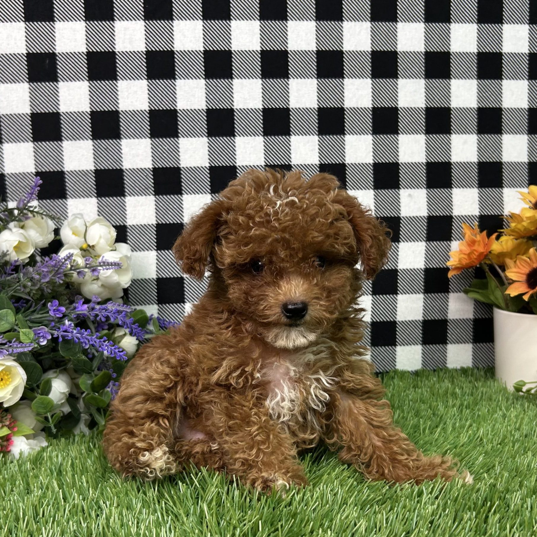 Brown Poodle Poodles Near Me For Adoption Toy Poodle Puppies For