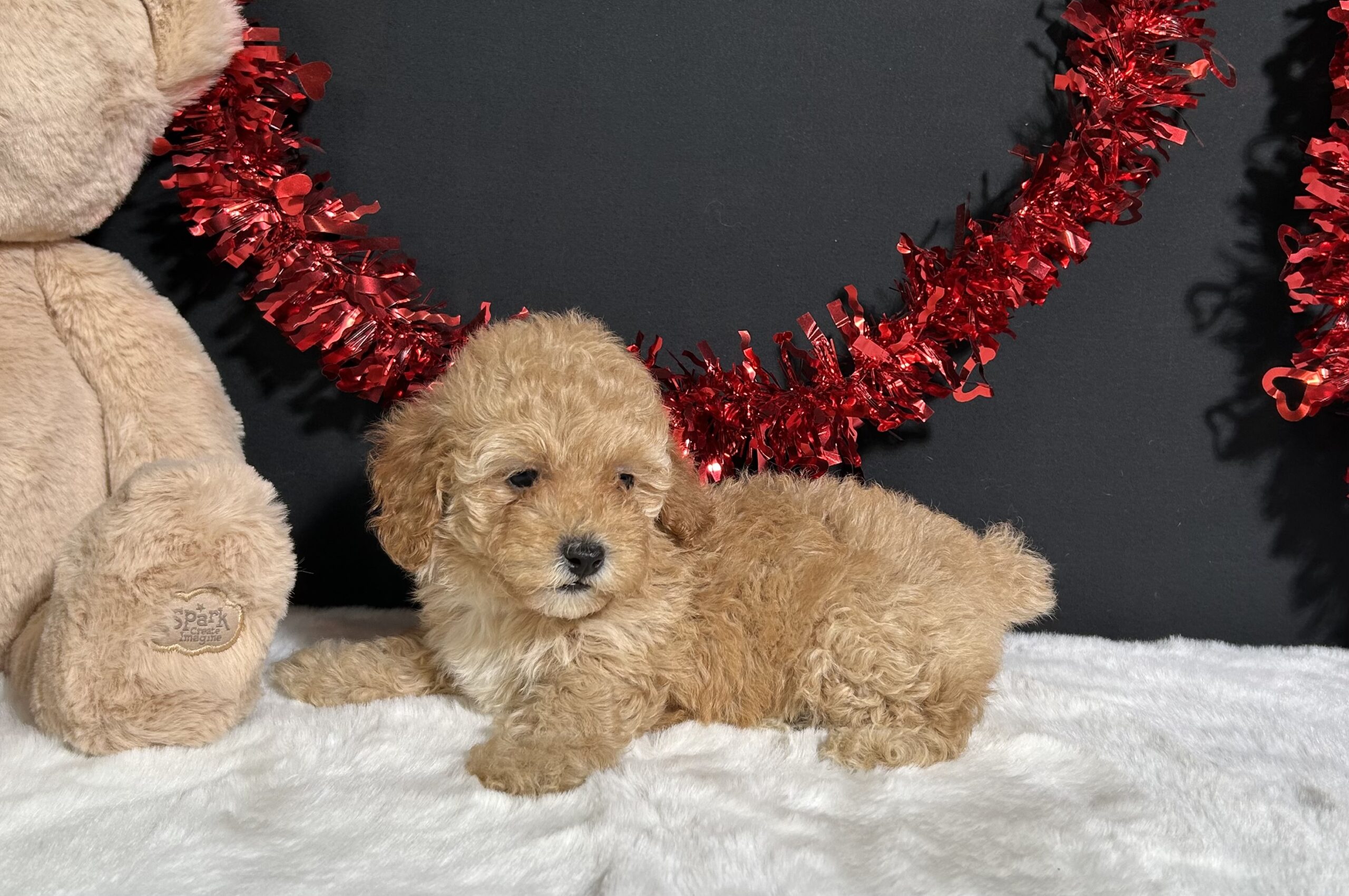 Samantha The Mini Poodle 2 Samantha The Mini Poodle - Image 2