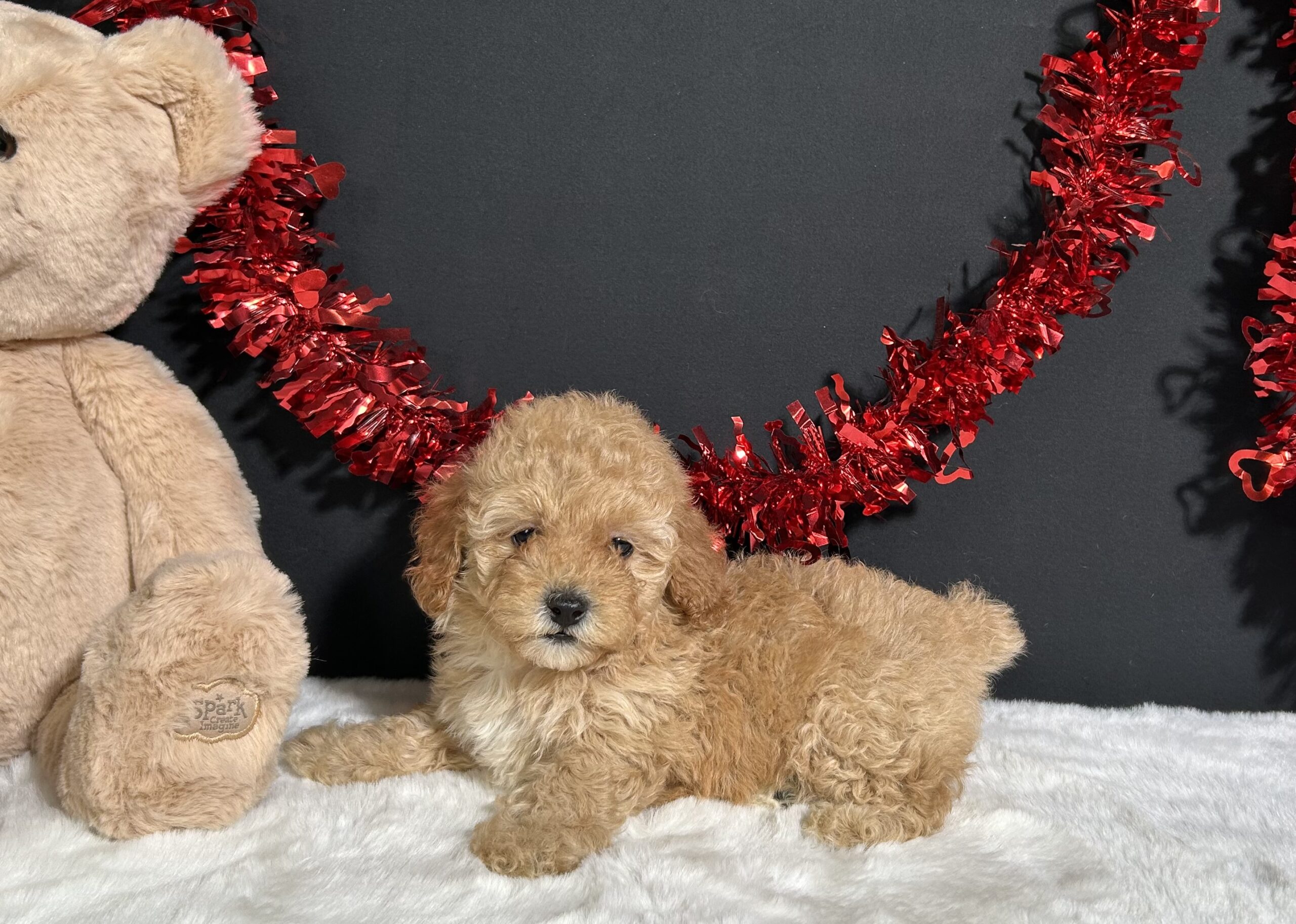Samantha The Mini Poodle 1 Samantha The Mini Poodle