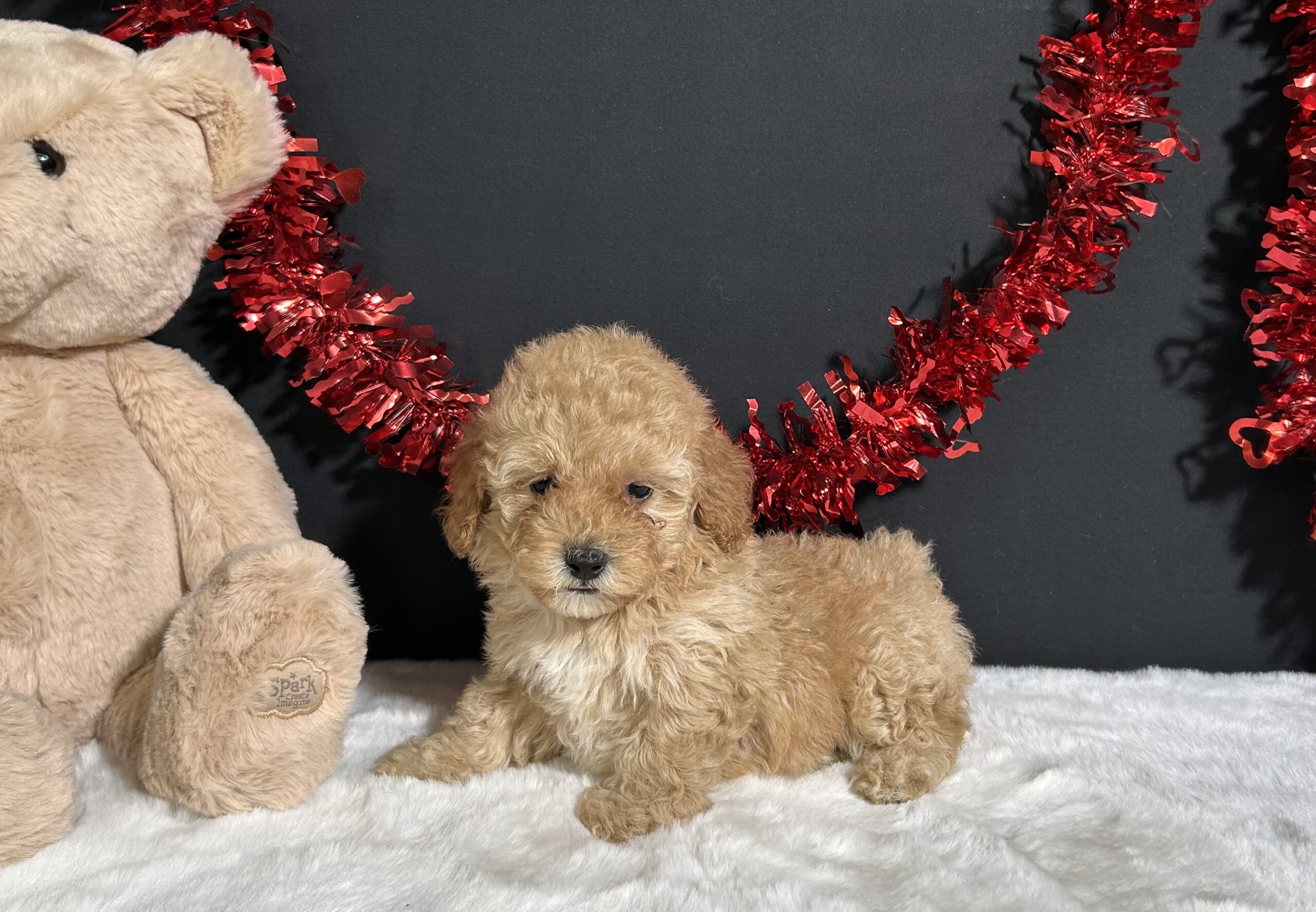 Samantha The Mini Poodle 5 Samantha The Mini Poodle - Image 5