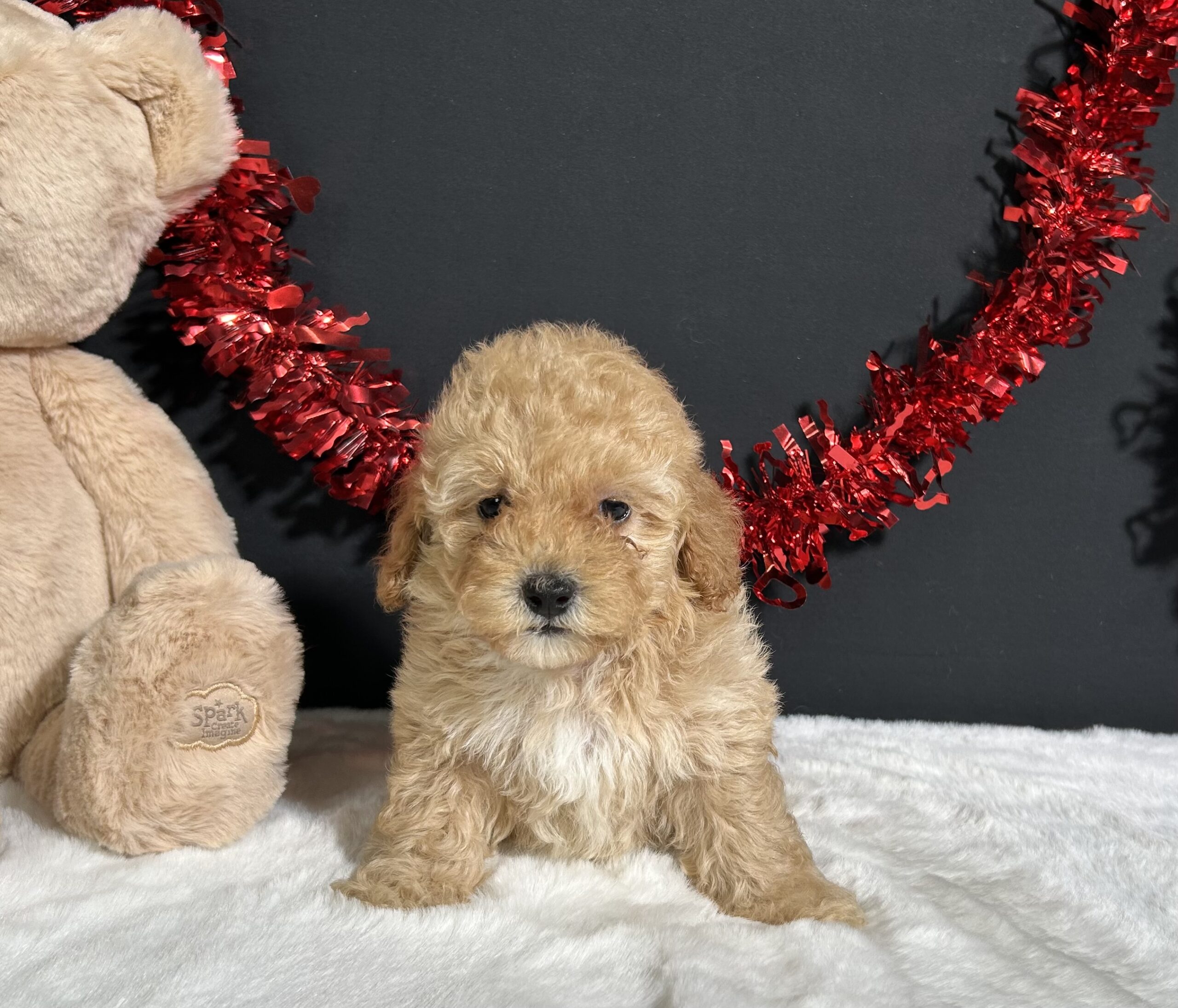 Samantha The Mini Poodle 4 Samantha The Mini Poodle - Image 4