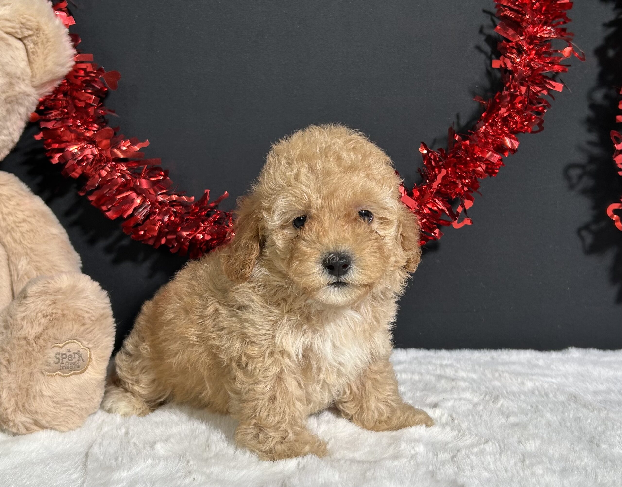 Samantha The Mini Poodle 3 Samantha The Mini Poodle - Image 3