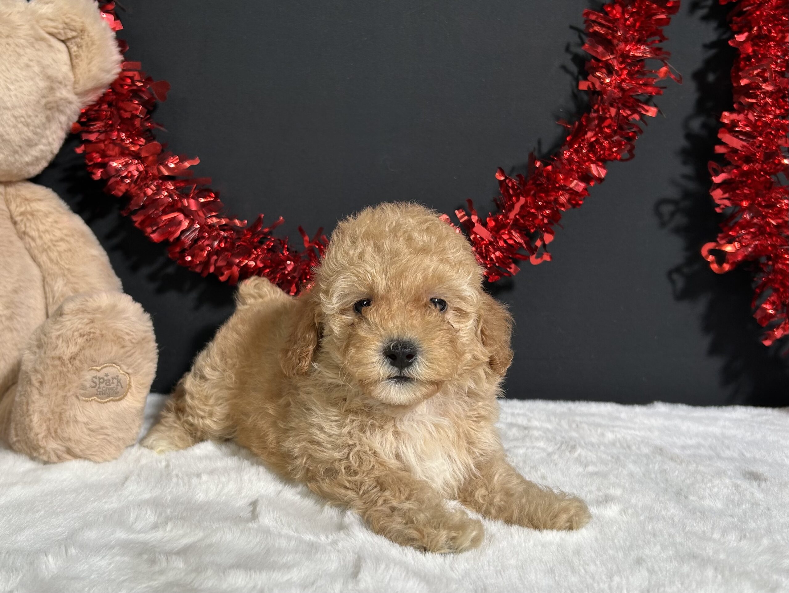 Samantha The Mini Poodle 6 Samantha The Mini Poodle - Image 6