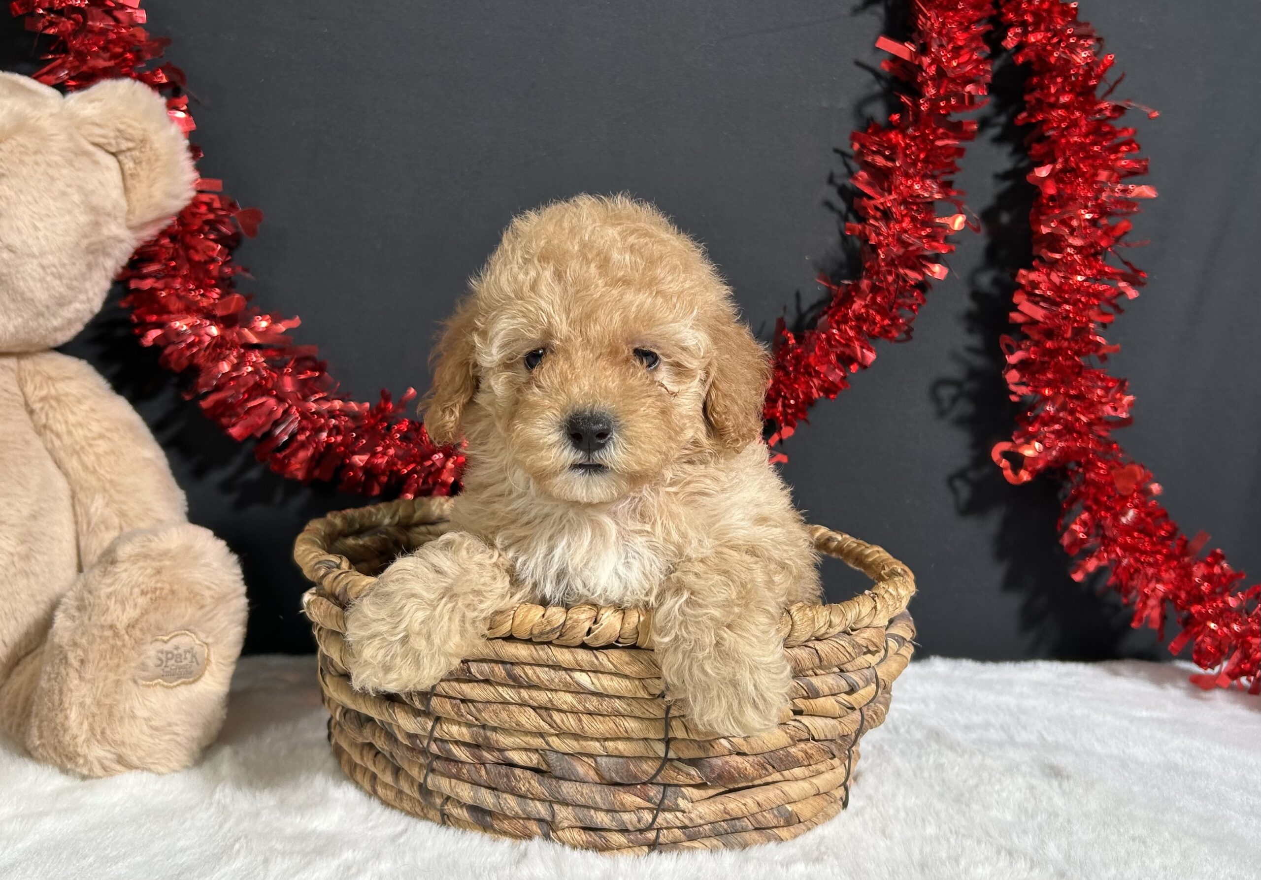 Samantha The Mini Poodle 7 Samantha The Mini Poodle - Image 7