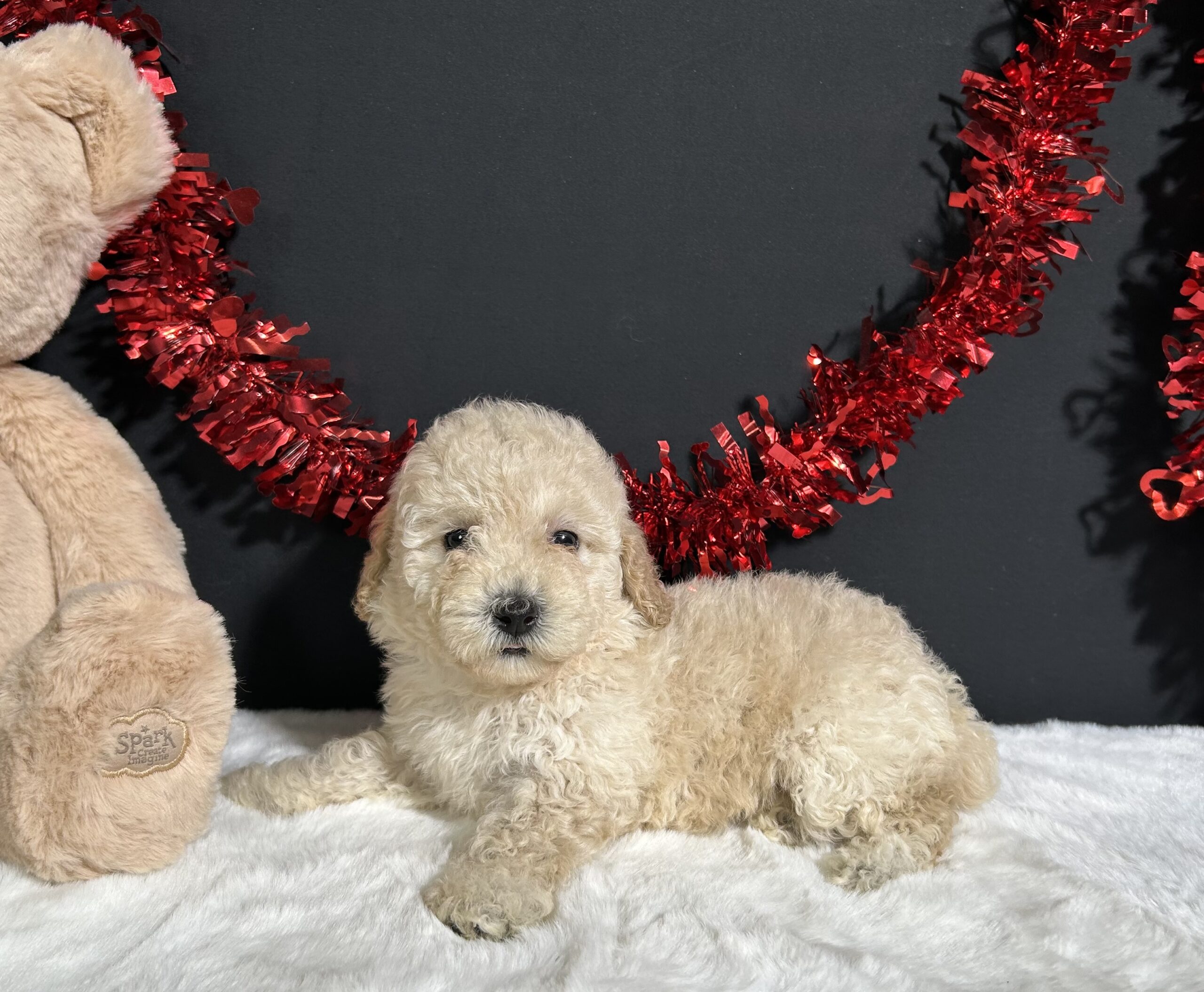 Cynthia The Mini Poodle 1 Cynthia The Mini Poodle