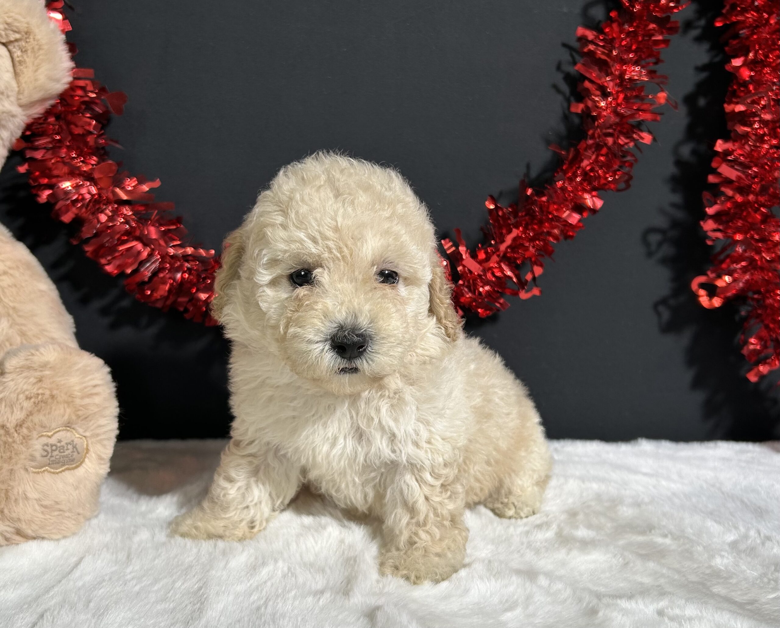 Cynthia The Mini Poodle 6 Cynthia The Mini Poodle - Image 6
