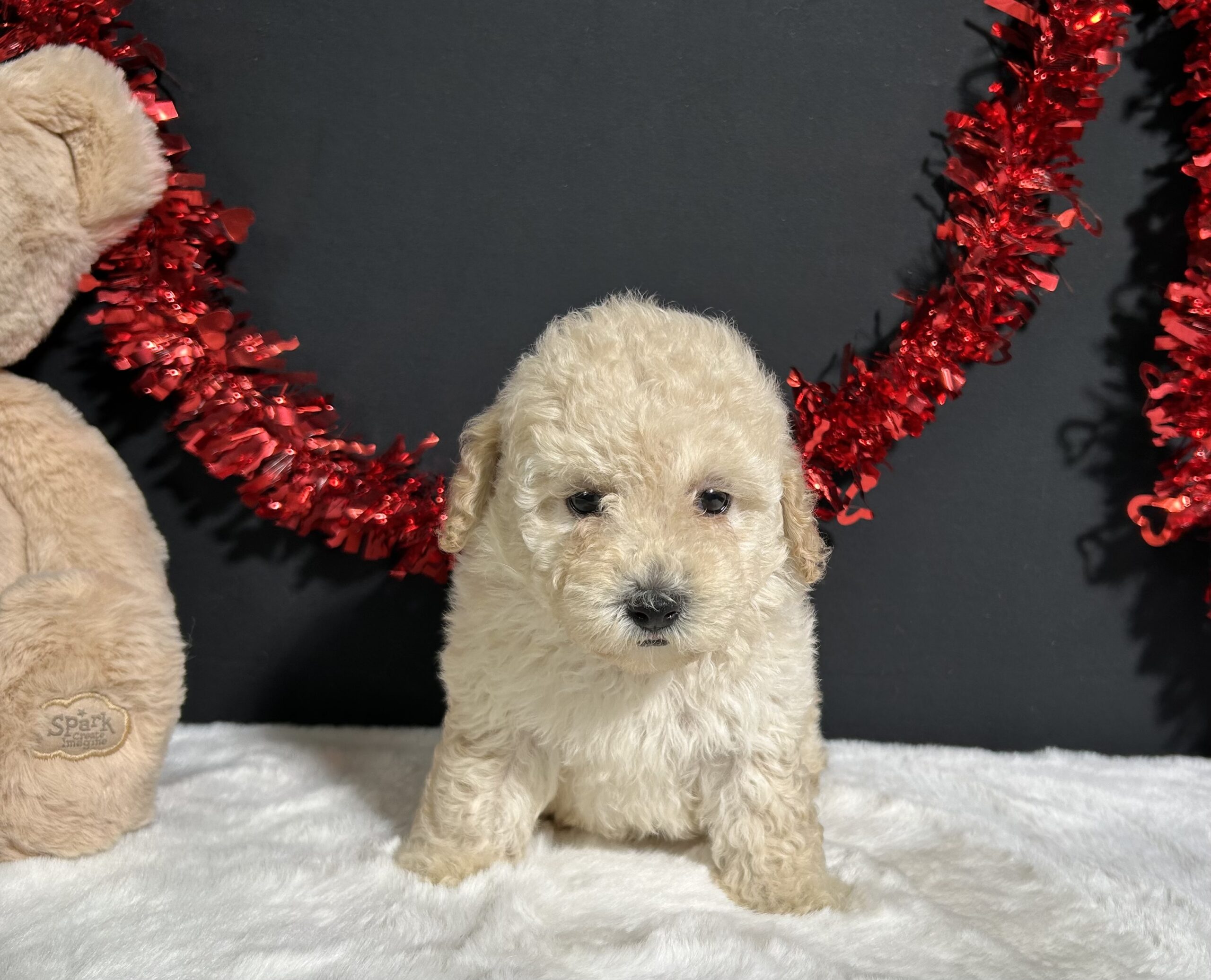 Cynthia The Mini Poodle 7 Cynthia The Mini Poodle - Image 7