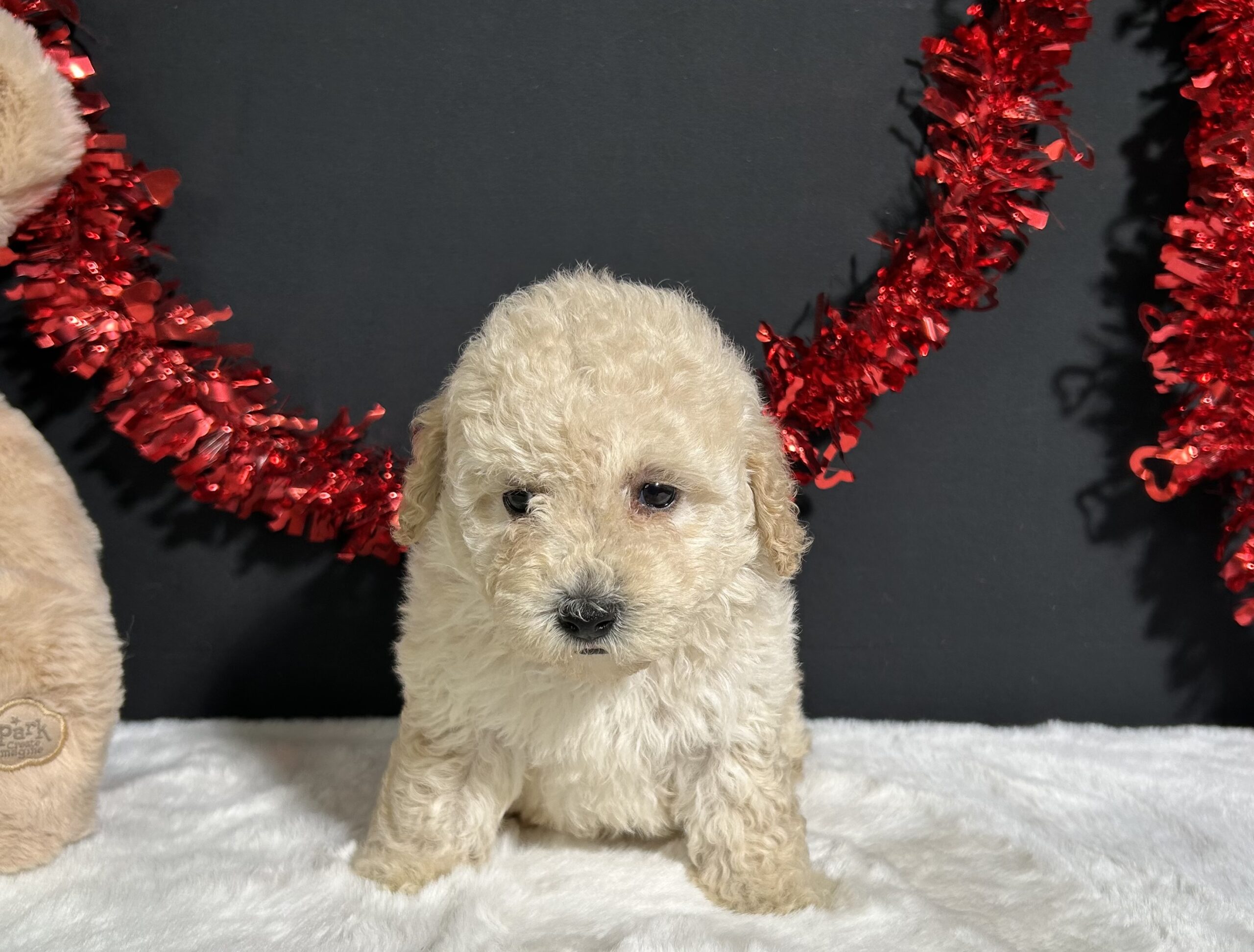 Cynthia The Mini Poodle 5 Cynthia The Mini Poodle - Image 5