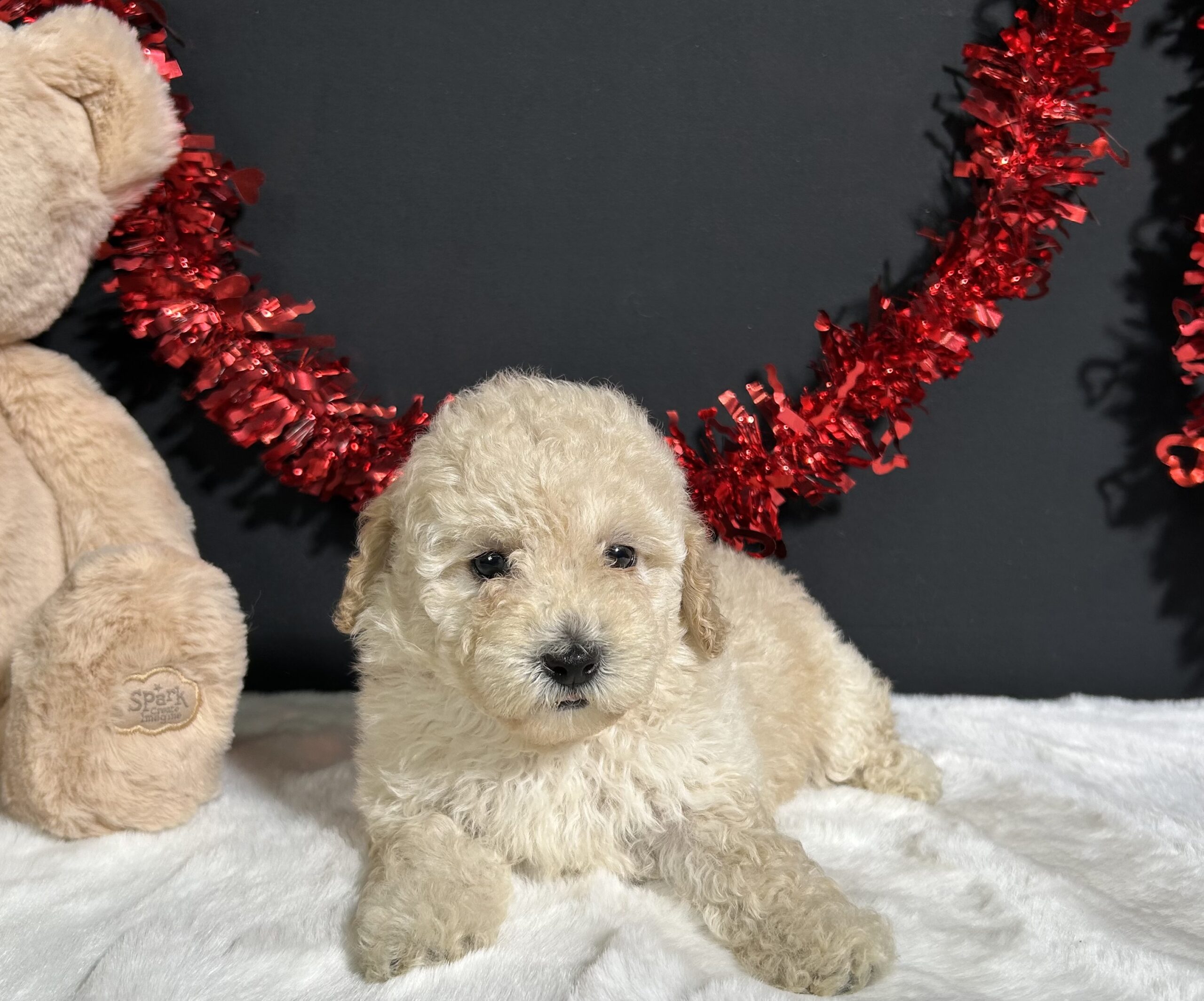 Cynthia The Mini Poodle 4 Cynthia The Mini Poodle - Image 4
