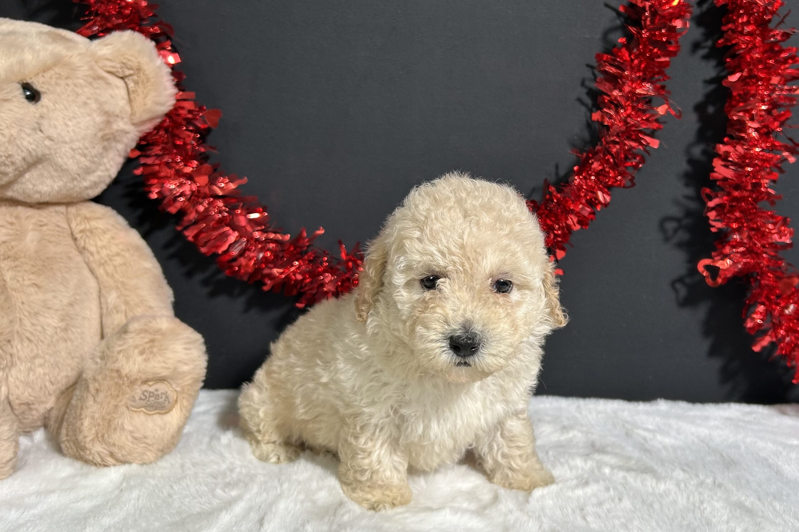 Cynthia The Mini Poodle 2 Cynthia The Mini Poodle - Image 2