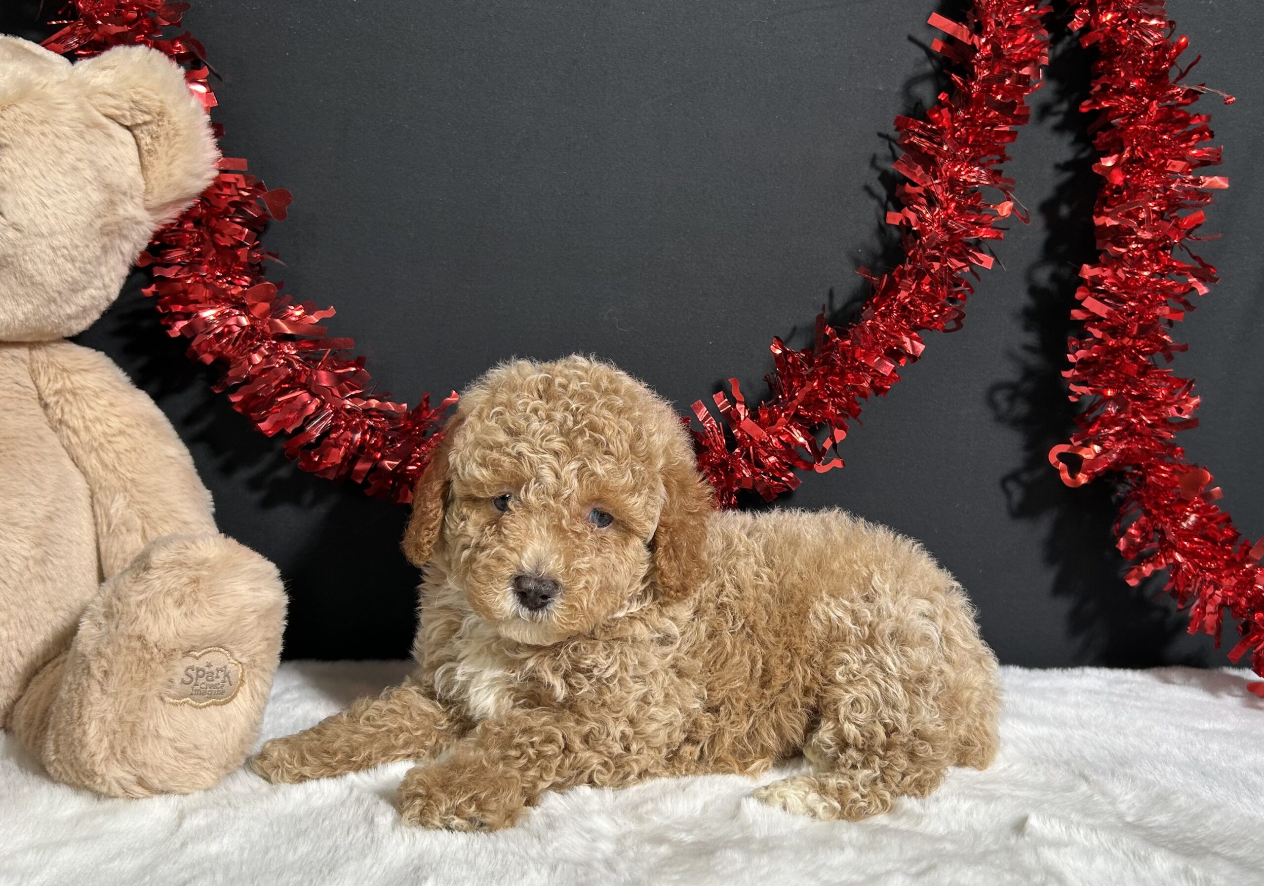 Bandit The Mini Poodle 3 Bandit The Mini Poodle - Image 3