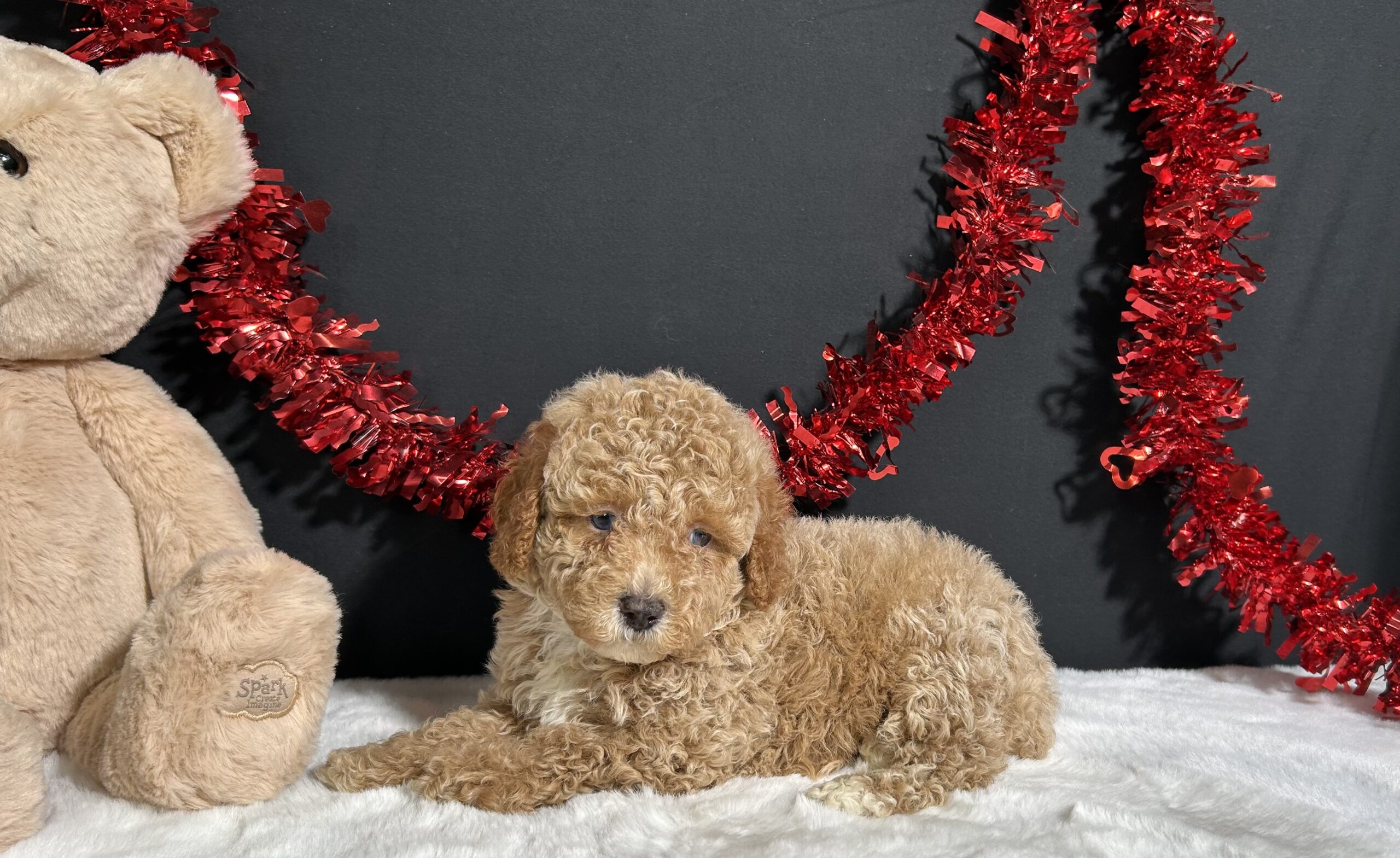 Bandit The Mini Poodle 2 Bandit The Mini Poodle - Image 2