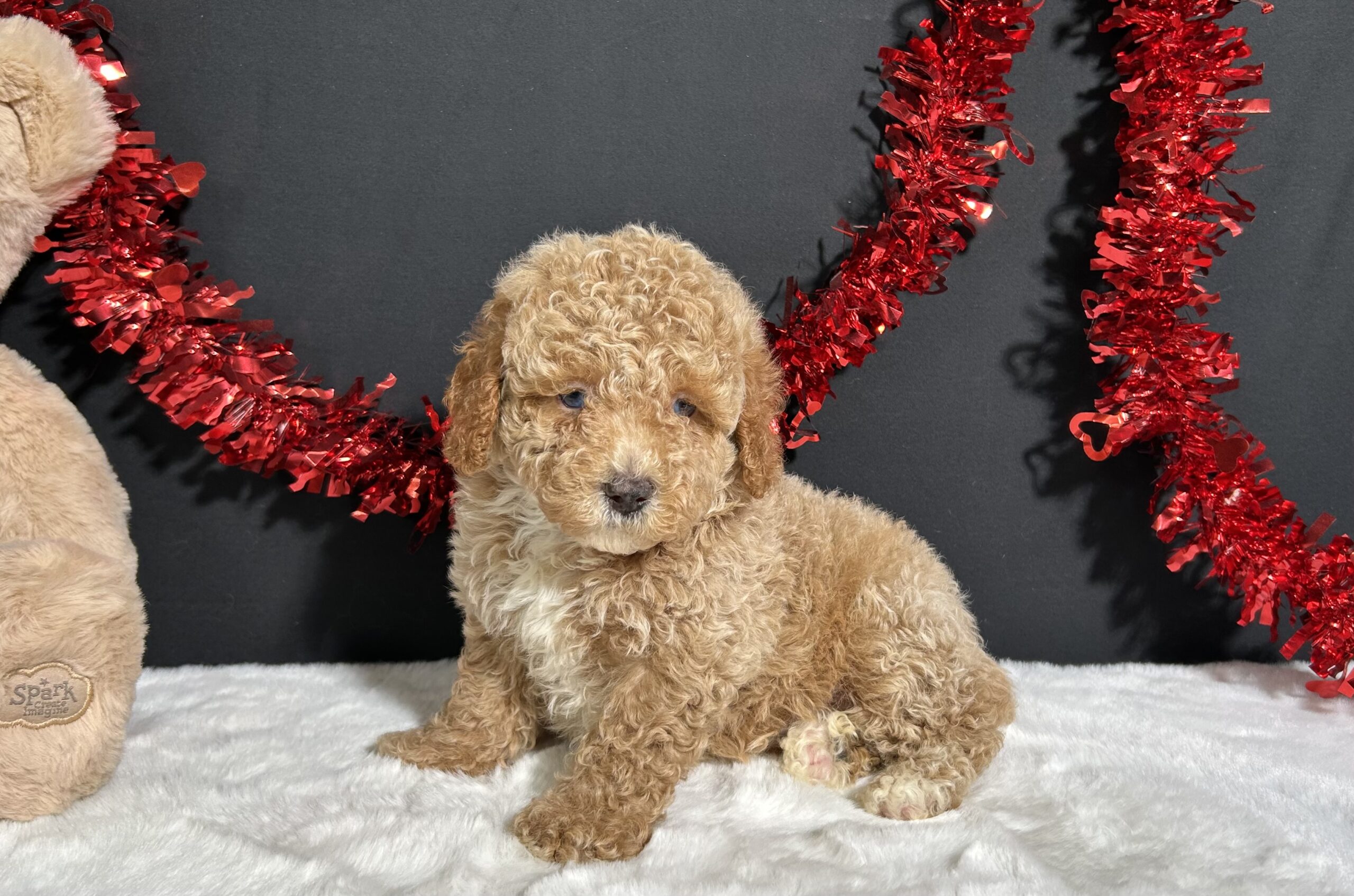 Bandit The Mini Poodle 1 Bandit The Mini Poodle